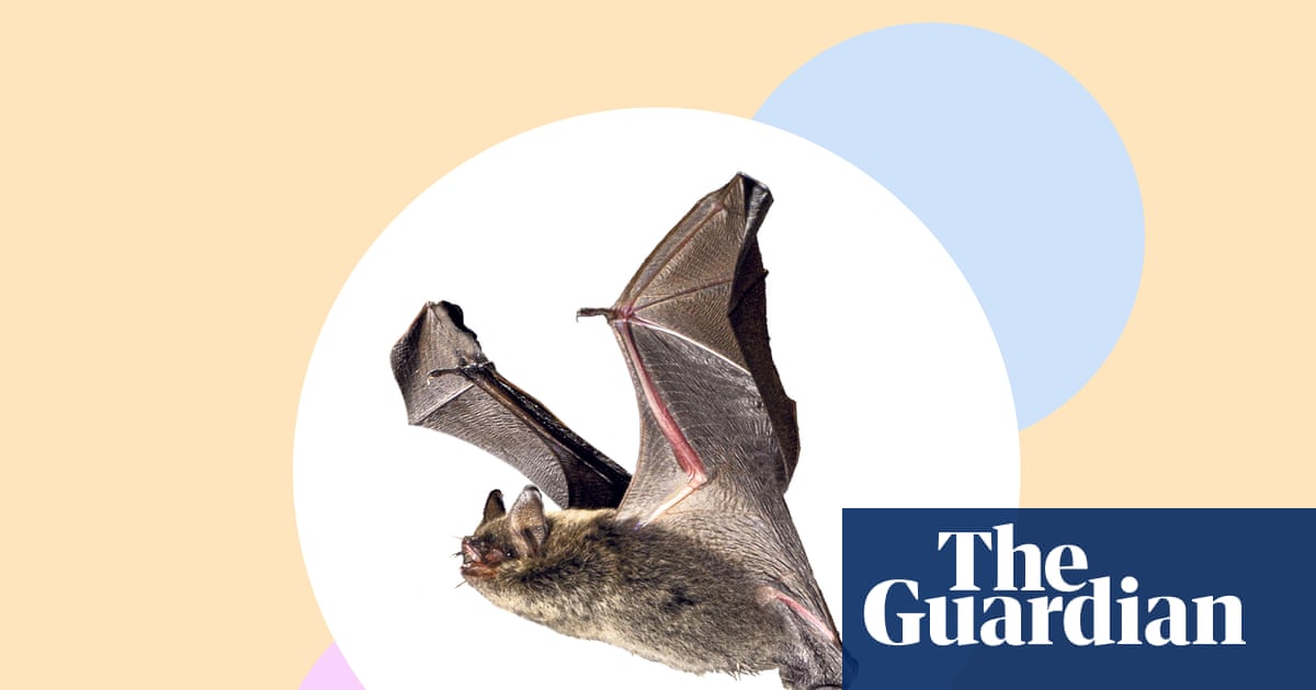 Cut the lights – and seven more ways to save Britain’s bats