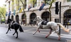 Stress may be to blame for military horses bolting through London, says expert thumbnail