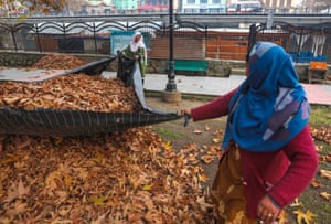 Women collect dried leaves to burn them for winter fuel, Srinagar, Indian Kashmir