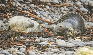 Foca cinza atlântica