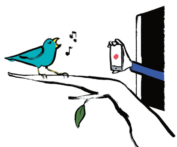 Illustration of bird on tree outside window with someone holding a phone