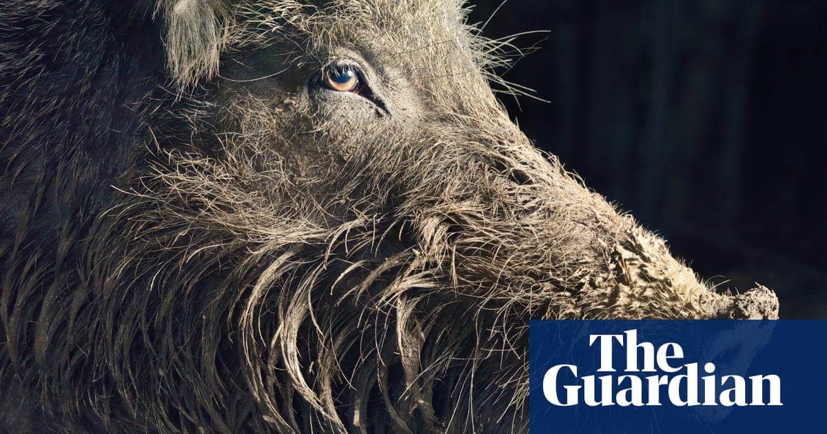 Boar wars: how wild hogs are trashing European cities 146