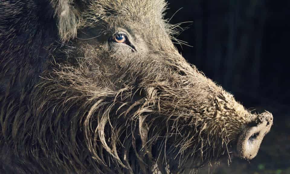 A wild boar sow in muddy woodland.