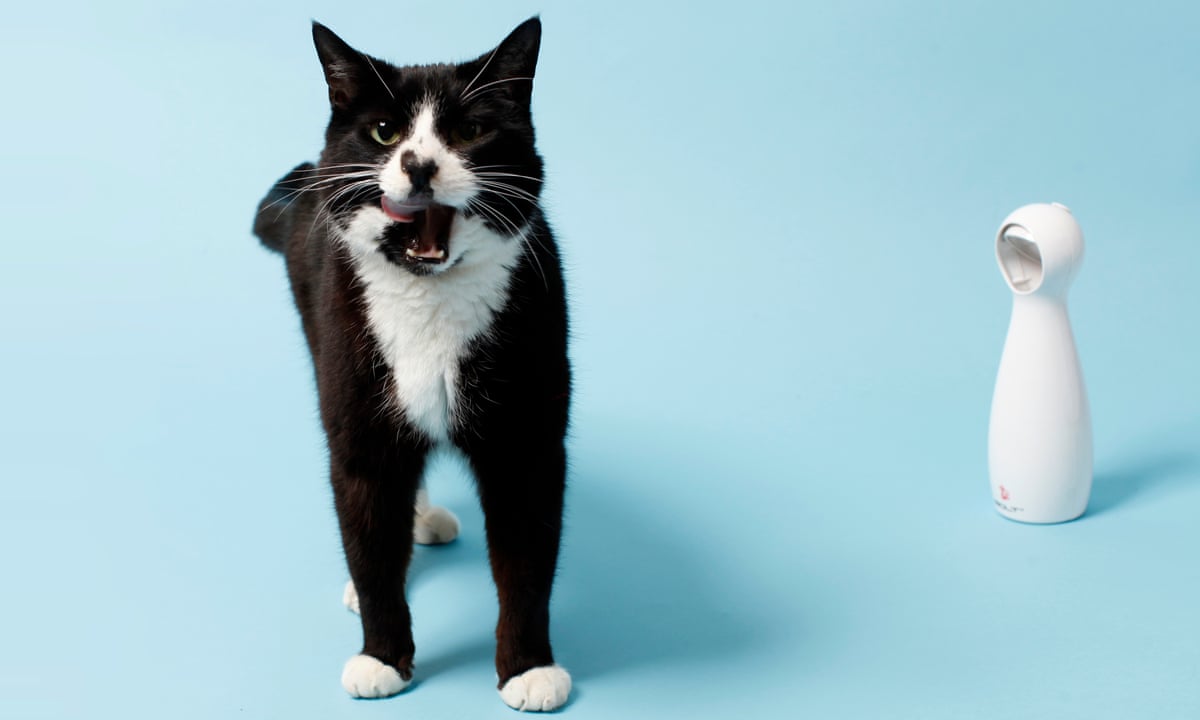 Six Of The Best Gadgets For Cats Goodbye Analogue Mog Hello Cyber Hepcat Gadgets The Guardian