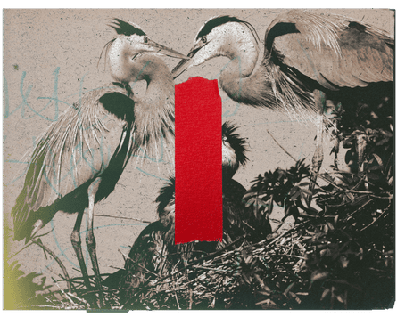 red tape over a black and white photo of herons