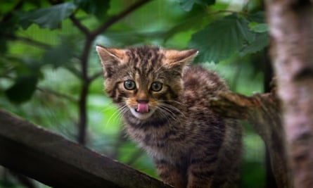 A wildcat kitten at the Saving Wildcats restoration programme in the Cairngorms