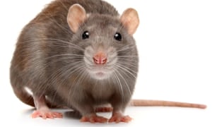 Are we dropping the rat race? How rodents took over our places of work | Science