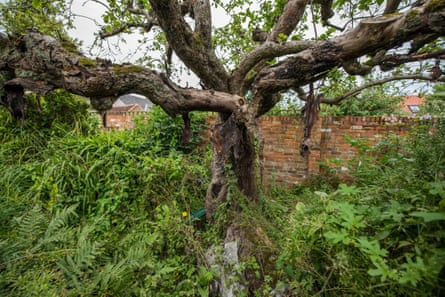 The tree in front of a brick wall