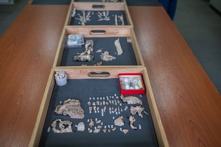 Three wooden drawers with fragments of fossilised bones in them