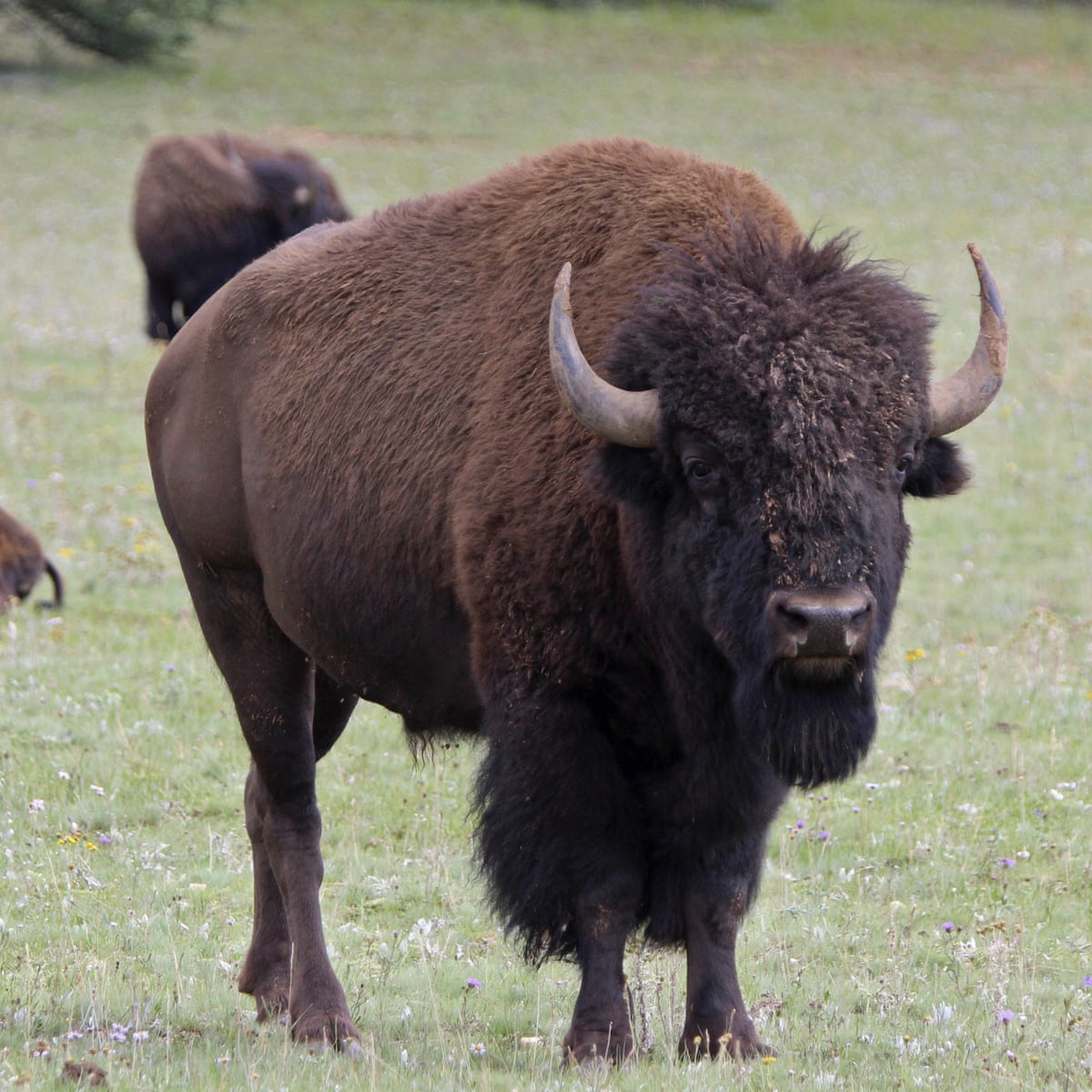 More Than 45 000 Vie For One Of 12 Spots To Help Thin Grand Canyon Bison Herd Arizona The Guardian More Than 45 000 Vie For One Of 12 Spots To Help Thin Grand Canyon Bison Herd Arizona The Guardian
