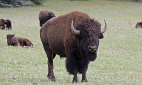 The Grand Canyon national park has approved a plan to reduce the bison herd near the north rim.