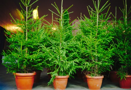 Christmas trees in pots