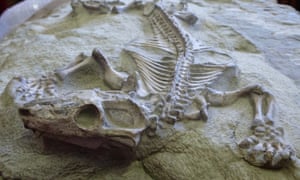 Fossil of a Galesaurus, a cynodont that lived during the Permian period.