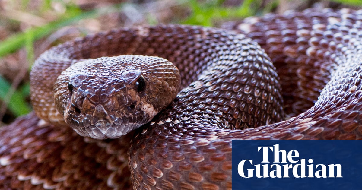 California records sixth person bitten by rattlesnake in just under a month