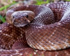 California records sixth person bitten by rattlesnake in just under a month California records sixth person bitten by rattlesnake in just under a month