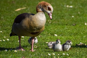Gansos egípcios recém-nascidos dão seus primeiros passos sob o olhar atento de sua mãe no St James's Park, Londres, Reino Unido
