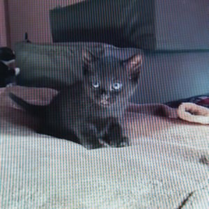 One of the kittens