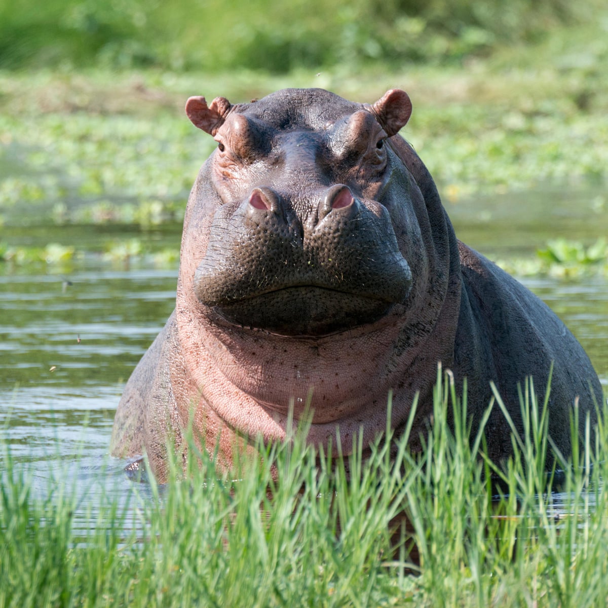 Ten African countries accuse EU of failing to protect hippos | Endangered  species | The Guardian