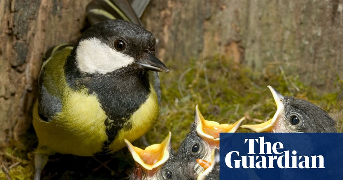 From early birds to emerging butterflies: UK shows signs of earliest spring on record