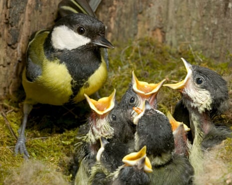 Blooming bluebells and returning swallows