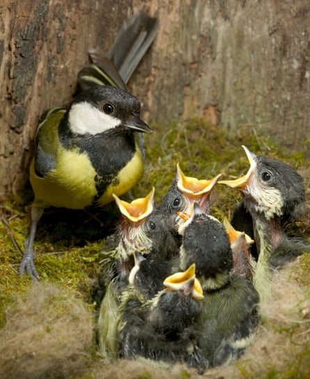 A great tit with lots of hungry mouths to feed