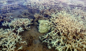 Up to 80% of corals in inshore reefs in the Kimberley were bleached in the 2016 El Niño heatwave.