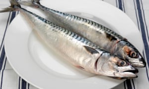 Mackerel