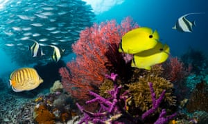Yellow butterflyfish, Klein’s butterflyfish and Moorish idols with a school of bigeye scad on the reef at Raja Ampat, West Papua