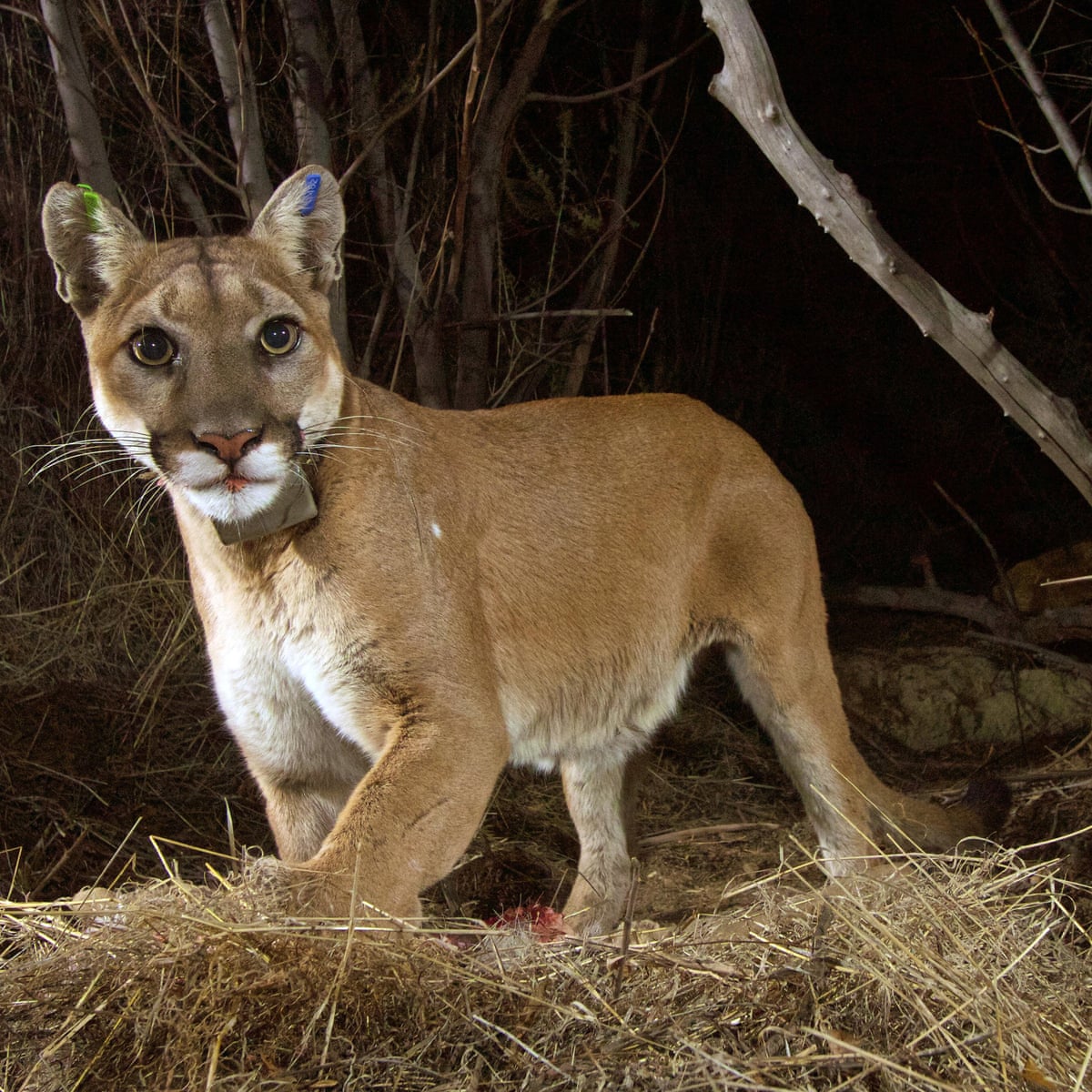 Texas Man Found Dead In Woods Could Have Been Killed By Mountain Lion Us News The Guardian Texas Man Found Dead In Woods Could Have Been Killed By Mountain Lion Us News The Guardian
