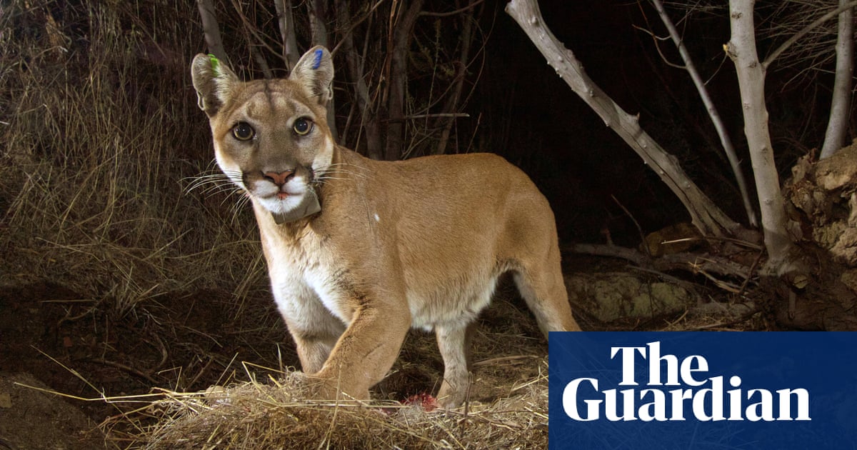 Wealthy California town cites mountain lion habitat to deny affordable housing