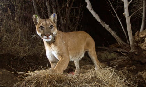 A female mountain lion stands in a wooded area at night, feasting on a deer kill.