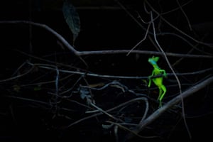Jan Pedersen (Sweden), Emerald dragon