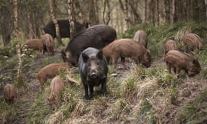 Specieswatch Wild Boar Environment The Guardian