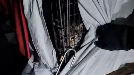 Moment Lynx was captured in the Highlands – video