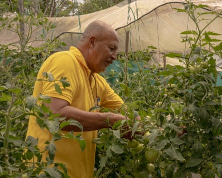 A man in a yellow T-shirt tends to tomato plants