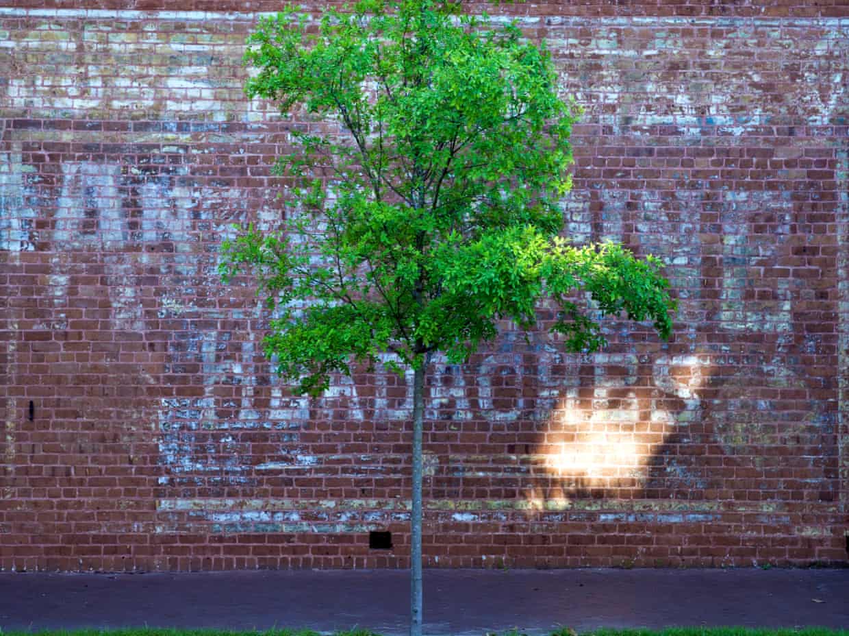 US Army losing 16 million trees a year