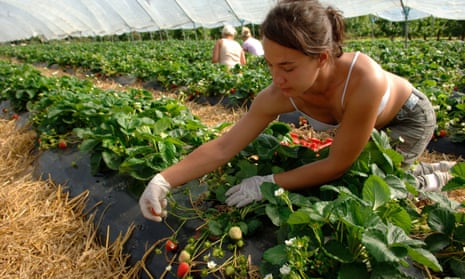 Farm worker picking strawberries