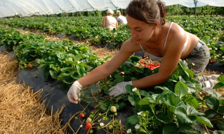 East European workers picking strawberries.