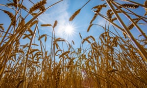 Wheat fields dried up and only grew low through the 2018 summer drought in Ostwestfalen, Germany.