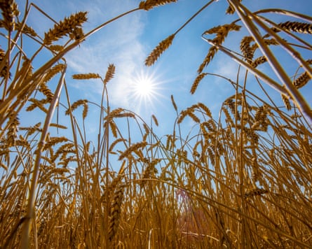A wheat field.