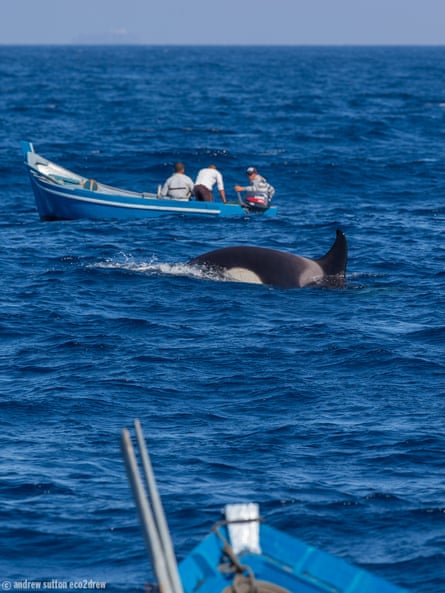 Orcas Are Ramming Yachts Off The Spanish Coast Is The Whale World Rising Up Philip Hoare