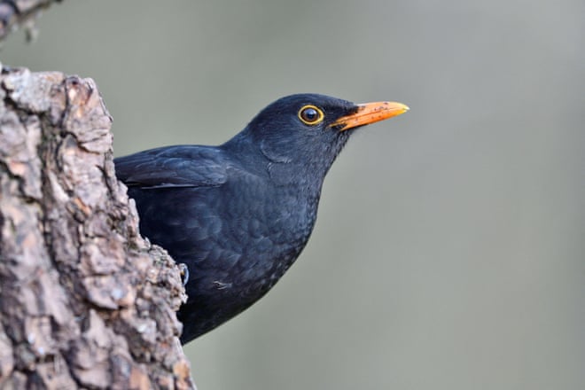 France’s birds start to show signs of recovery after bee-harming pesticide ban France’s birds start to show signs of recovery after bee-harming pesticide ban