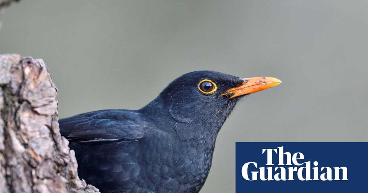 Neonicotinoid pesticide ban: France's birds make a tentative recovery