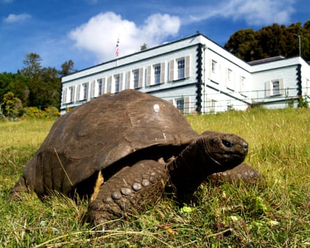 A giant tortoise on a lawn.