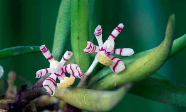 Tiny Orchids That Will Dazzle All Year Round Life And Style The Guardian