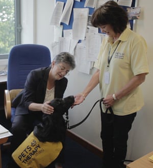 Judge Lynn Roberts stroking a black retriever dog in her office with a Pets as Therapy volunteer