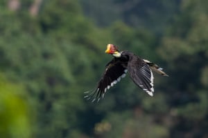 A critically endangered helmeted hornbill in Fraser’s Hill, Malaysi. Wildlife in Fraser’s Hill is threatened by a development of a 15-storey resort and spa that will be operated by Accor when it is completed in six years