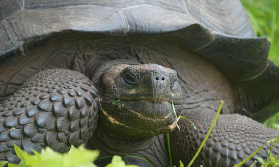 The Eastern Santa Cruz tortoise from Galapagos