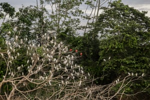 Uma colônia de garças brancas no topo das árvores divide espaço com três garças vermelhas no rio Guaviare, na Colômbia