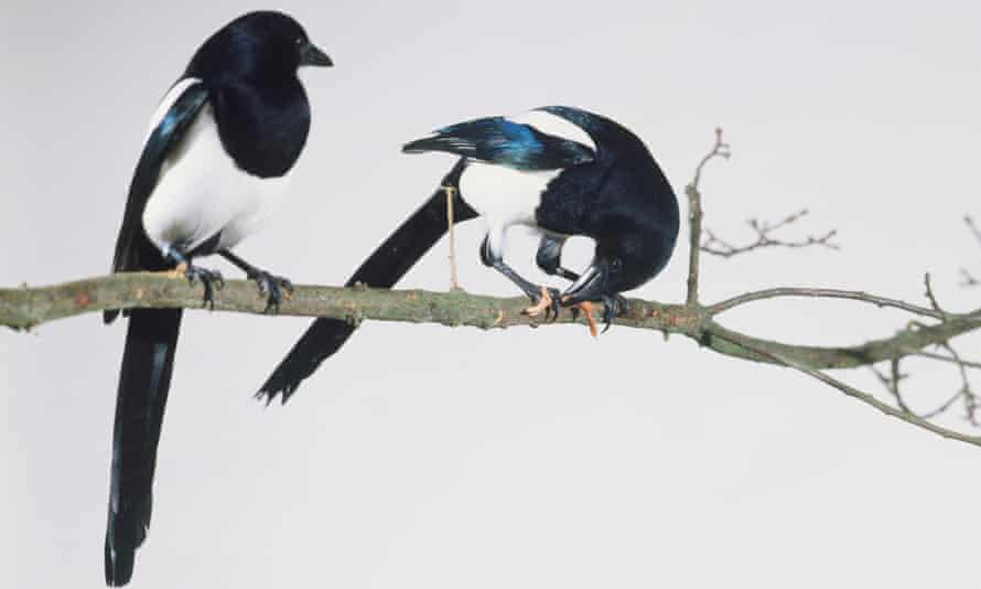 Magpies ... see question 5:9. Photograph: Kim Taylor/Getty Images